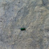 Tiger beetle