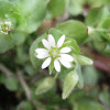 Common Chickweed