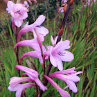Pink Bugle Lily