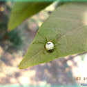 Kidney Garden Spider