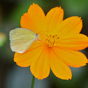 Large Grass Yellow