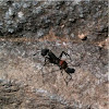 Carpenter Ant (Camponotus cruentatus)