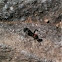 Carpenter Ant (Camponotus cruentatus)
