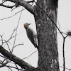 Golden-fronted Woodpecker