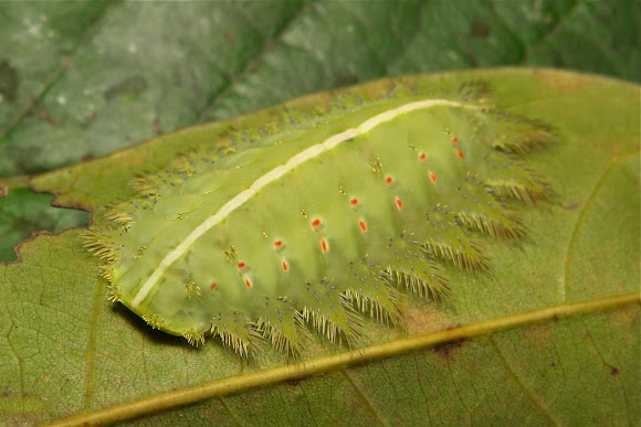 Stinging Nettle Slug Caterpillar (Cup Moth, Limacodidae) | Project Noah