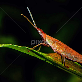 Grasshopper by Mukesh Mishra - Animals Insects & Spiders