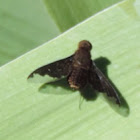 Sinuous Bee Fly