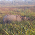 Indian rhino