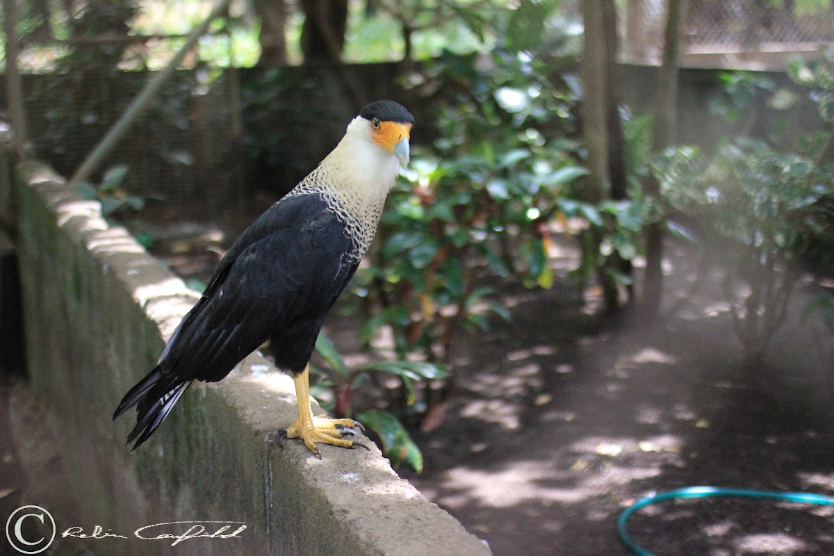 Northern Crested Caracara