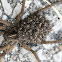 Wolf spider