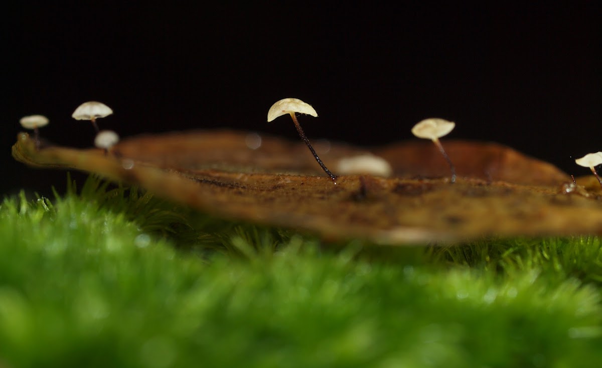 Small Fungi