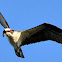 Osprey