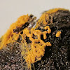 pretzel slime mold