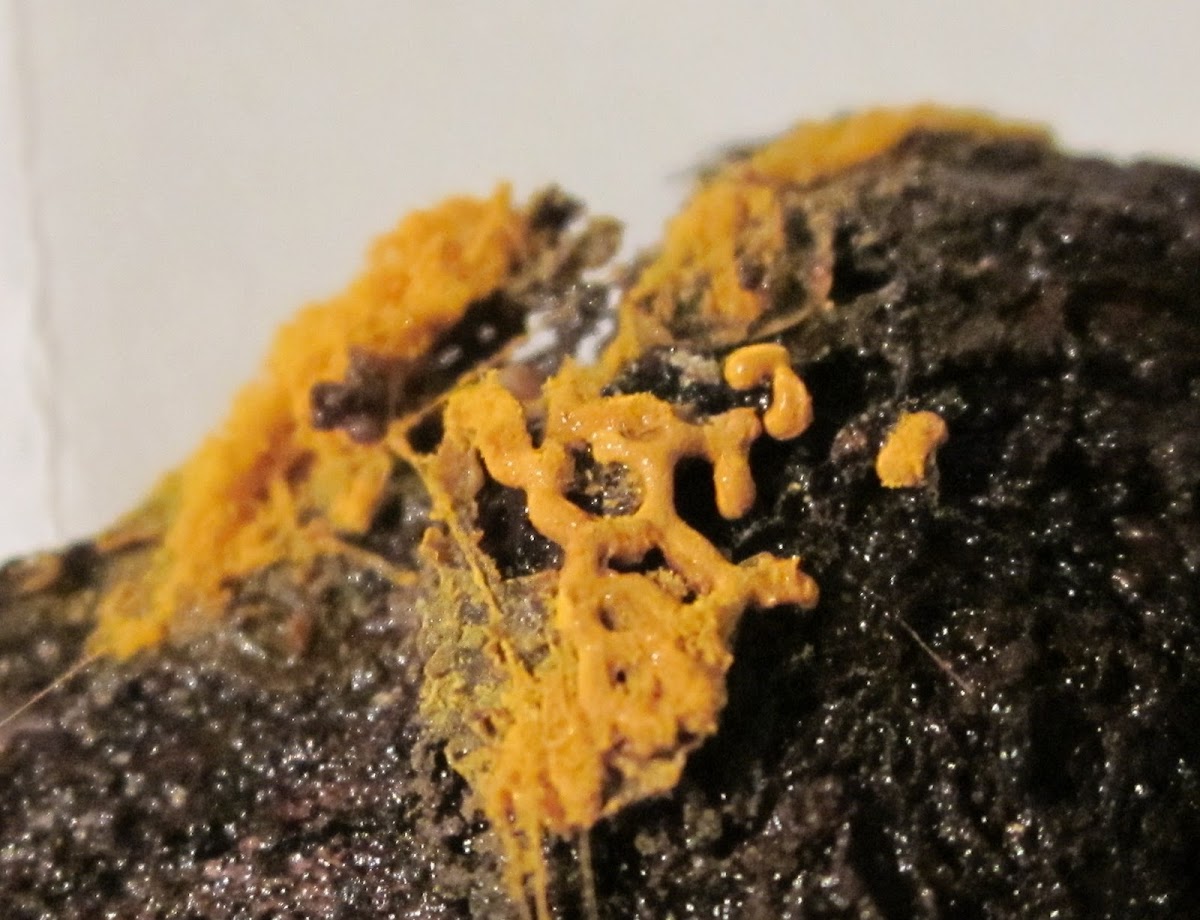 pretzel slime mold