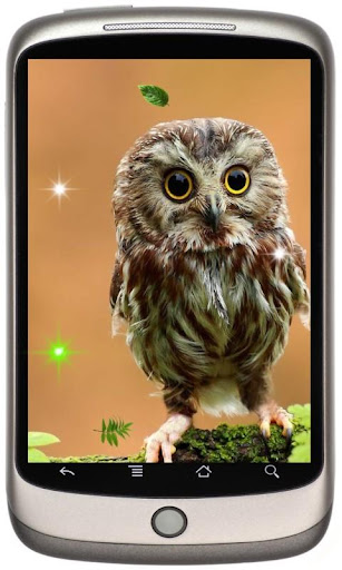 Funny Owl live wallpaper