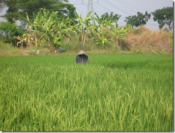 Orang-Orangan Sawah