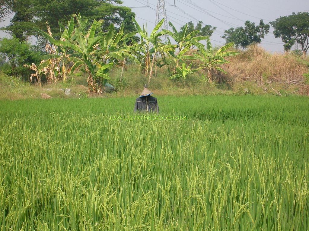[Orang-Orangan Sawah[5].jpg]