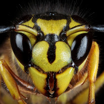 Intense Bees and Wasps of the SouthEastern US