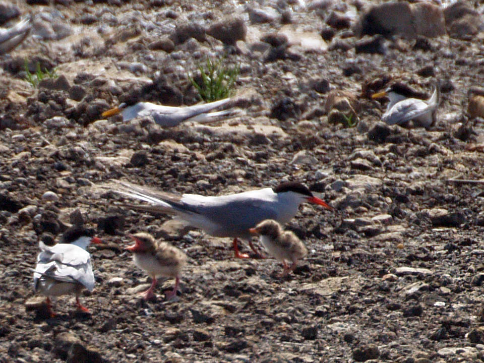 Common & Little Terns; Charrán Común y Charrancito