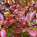 Crimson Pygmy Barberry