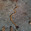 Ring neck snake or ringed neck snake