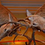 stuffed deer by Nic Scott -  