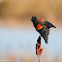 Red-winged Blackbird