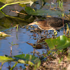 Green Heron (Fledgling)