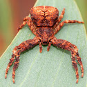 Knobbly Crab Spider