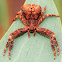 Knobbly Crab Spider