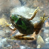 Cricket Frog