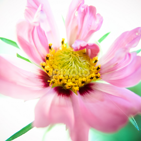 by Jo Sam - Flowers Single Flower