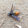 Scoliid Wasp