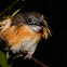 Temminck's Jungle Babbler