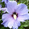 Rose of Sharon