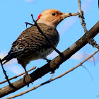 Northern flicker