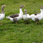 Geese or goose