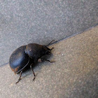 beetle