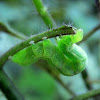 Cabbage Looper Moth Catepillar