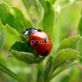 Ladybug by Snezana Petrovic - Animals Insects & Spiders