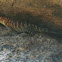 granite spiny lizard