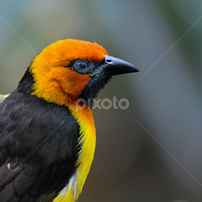 The Hooded Oriole by Nizam Akanjee - Animals Birds