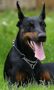 Free Doberman Pinschers Wallpapers APK for Android