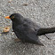 Common Blackbird