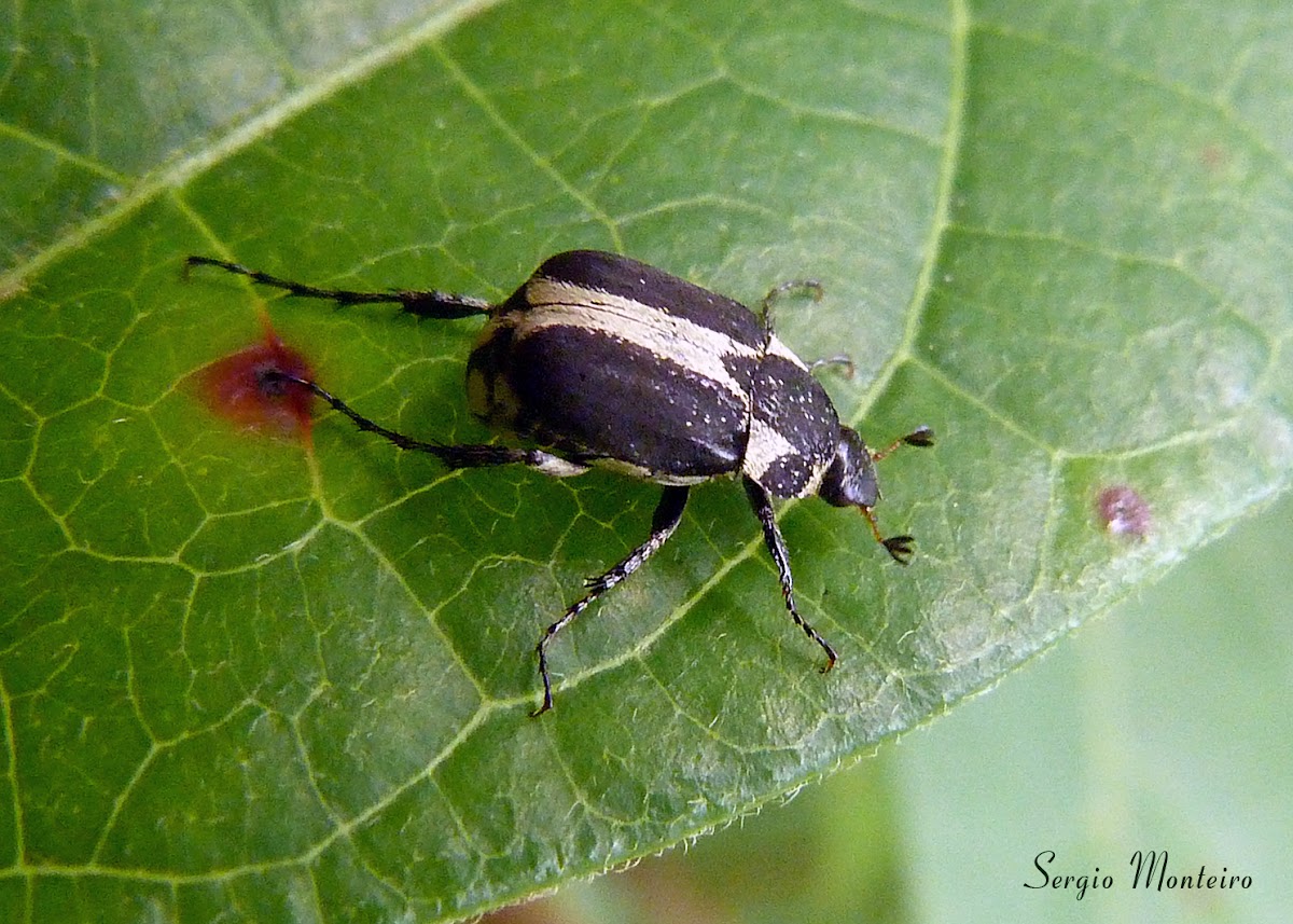 Escaravelho branco e preto (Black and white scarab)