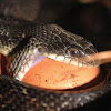Texas (Black) Rat Snake