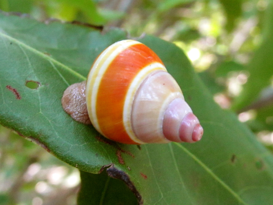 Florida Tree Snail