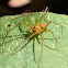 Lynx spider