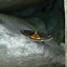 Oak Yellow Underwing Moth