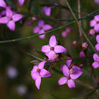 Sydney Boronia